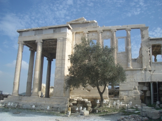 Olive Tree & Erechtheion
