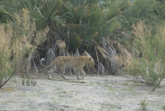 Leopard in the Bush
