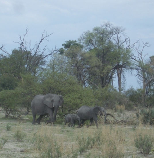 Elephant Family Crossing