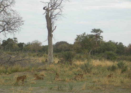 Vultures Watching Over Scrawny Lion Cubs