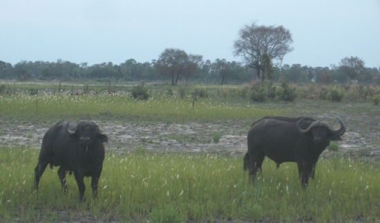 Buffalo Stare