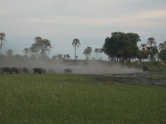 Dusty Buffalo Herd
