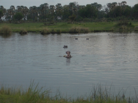 Yawning Hippo