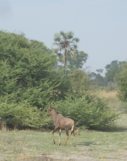 Tsessebe