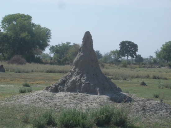 Termite Mound