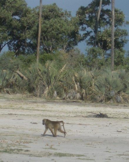 Baboon