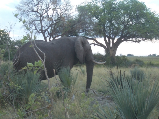 The Elephant & the Acacia