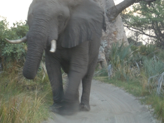 Elephant Charge