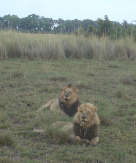 Lion Brothers