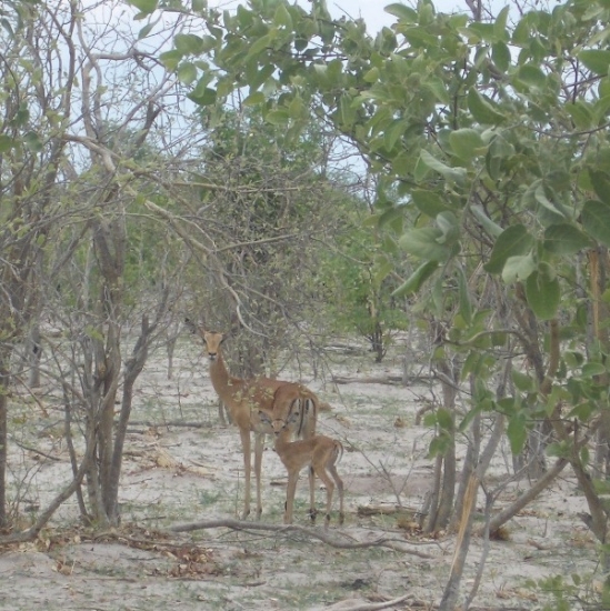 Mother & Baby Impala