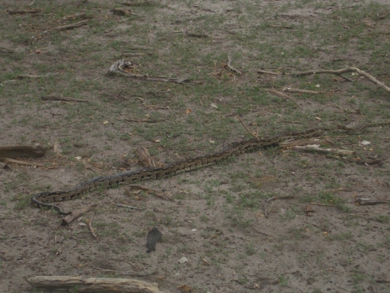 Python