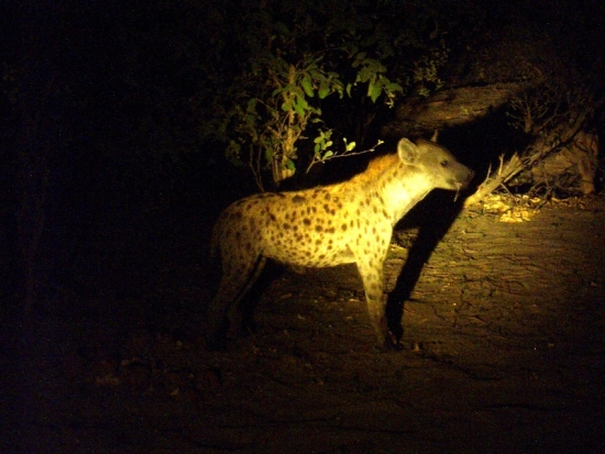 Drooling Hyena