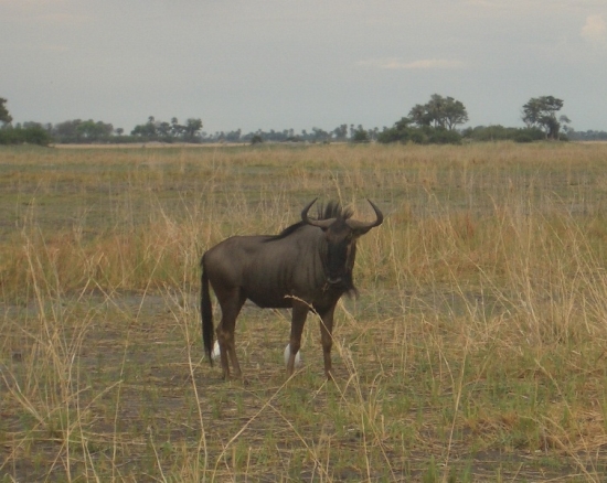 Wildebeest