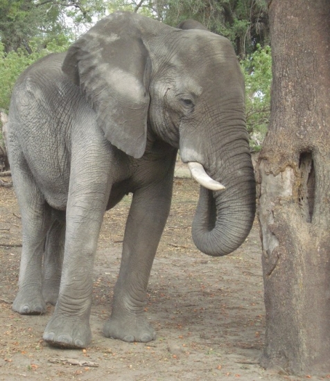 Elephant Eating Tree Leaves