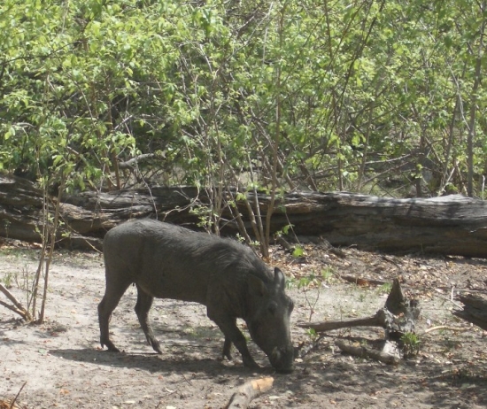 Wart Hog