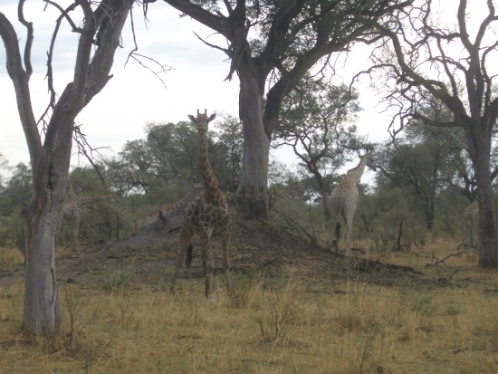Giraffes Feeding