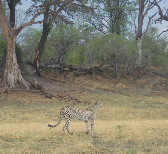 Cheetah Sniffing the Air