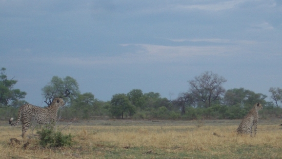 Cheetahs Looking for Dinner