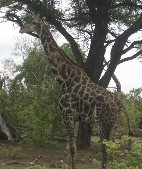 Dark-Spotted Giraffe
