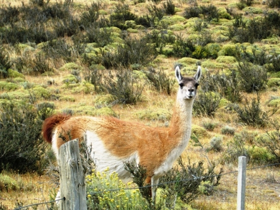 Guanaco