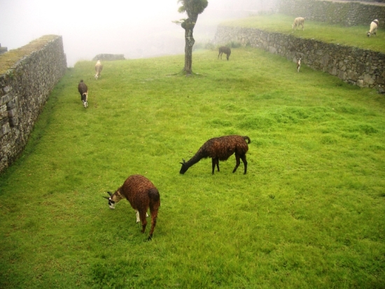 Lawnmowing Service