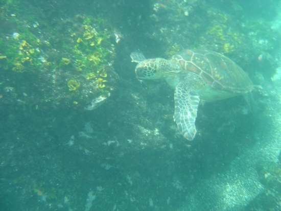 Sea Turtle