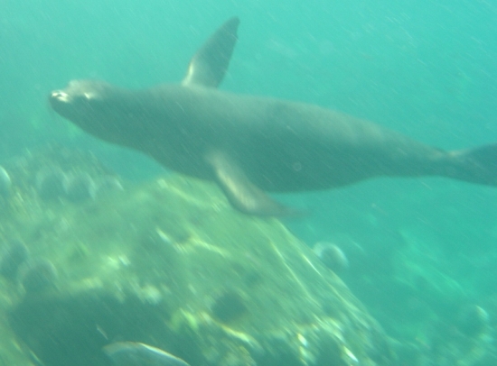 Sea Lion Under Water