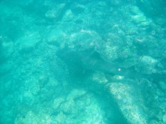 Shark!