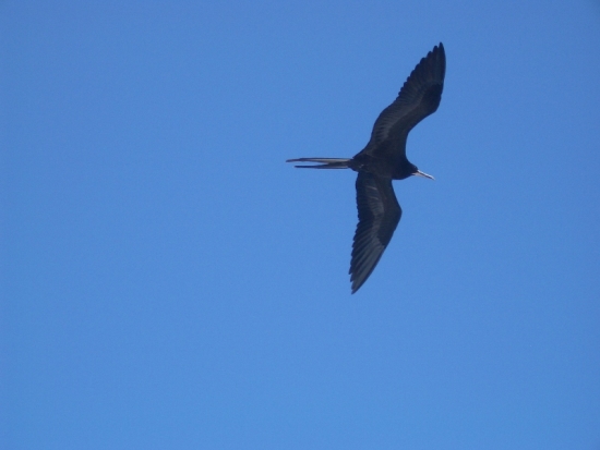 Frigate Bird in Flight