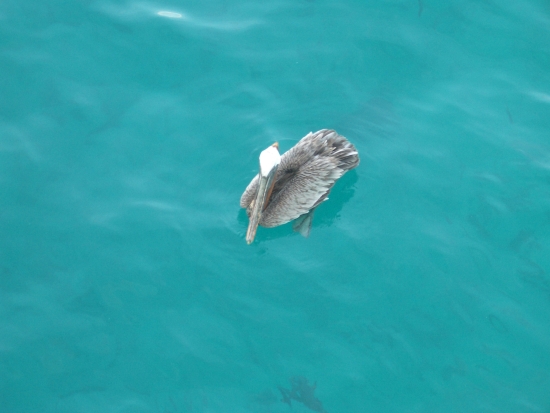 Pelican Swimming