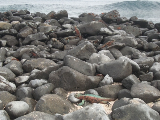 Colored Iguanas Sunbathing