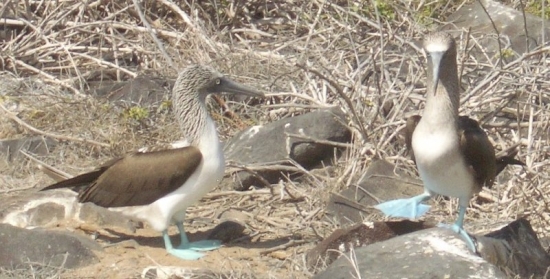 Blue-Footed Boobie Salsa Dance
