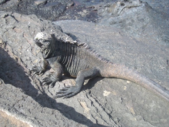 Marine Iguana