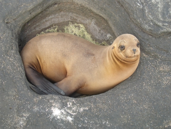 Sea Lion in a Hole
