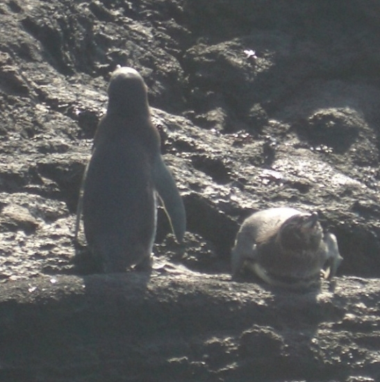 Penguins at the Equator