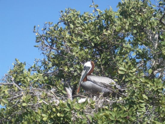 Pelican Nest