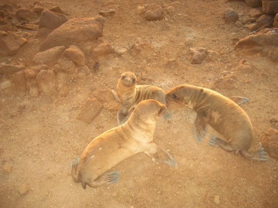 Baby Sea Lions at Sunrise