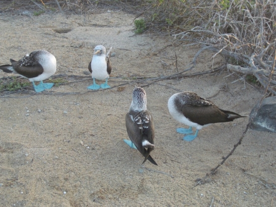 Boobie Convention
