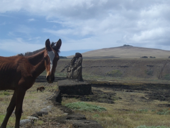Mr. Ed at Easter Island