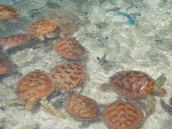 Turtle Feeding