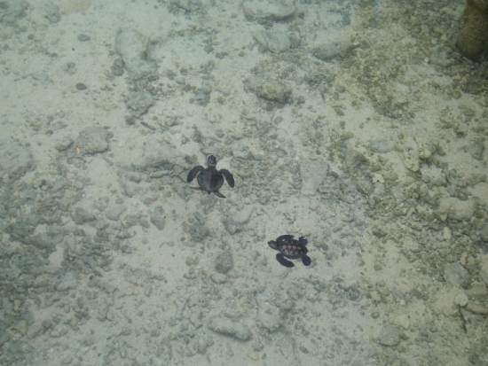 Baby Turtles