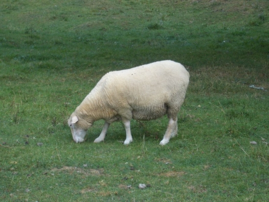 Sheep