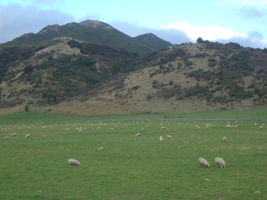 Stereotypical New Zealand Sheep Picture