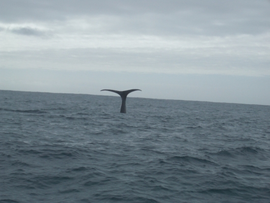 Whale Tail
