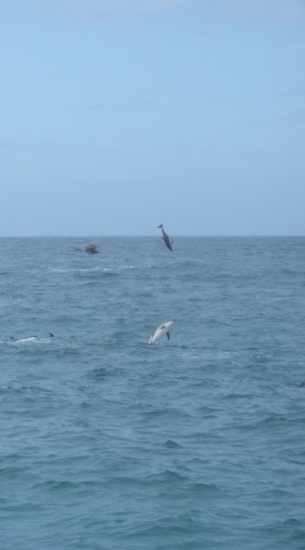 Dolphin Somersaults