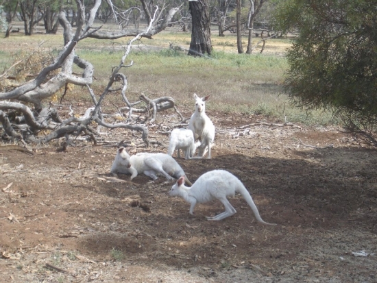 Rare White Kangaroos