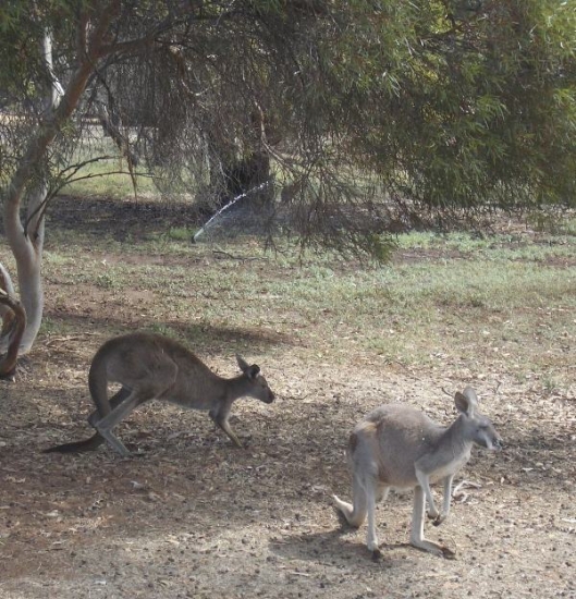 Standard Issue Australia Kangaroo Picture
