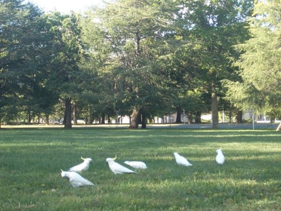 Cockatoos
