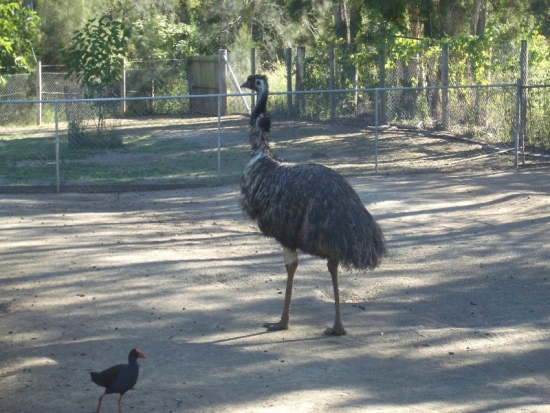 Emu