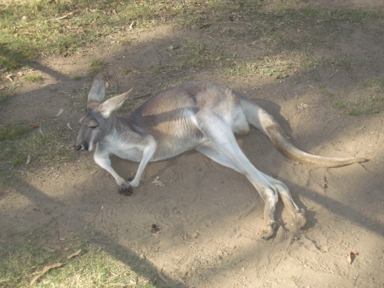 Roo at Rest
